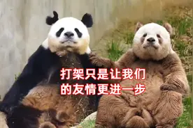 ”七仔“和”阿宝“人身伤害案，熊猫法院判了视频封面