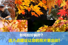 枫叶如何拍摄才与众不同？这八点经验会让您的照片出彩，建议收藏视频封面