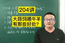 204讲：大蒜饲喂牛羊有哪些好处？视频封面