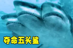 史上最强的鲨鱼！它竟然长出了五个脑袋，而且还凶残无比视频封面