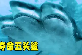 史上最强的鲨鱼！它竟然长出了五个脑袋，而且还凶残无比视频封面