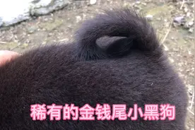在农村收到的两个小黑狗，是很多老板喜欢的招财狗，金钱尾土狗视频封面