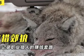 美国郊狼泛滥成灾，摄像机真实记录职业猎人的赚钱套路视频封面