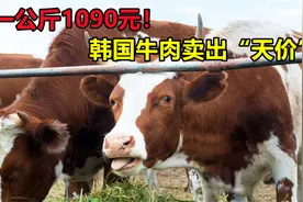 1公斤1090元！韩国牛肉卖出天价，为啥他们还不肯从外国进口？视频封面