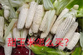 买玉米时要留意，看一眼顶部就知好不好，我也是刚知道，太实用了