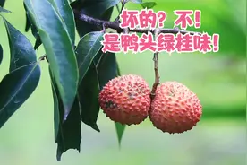 很多人不认识这种有斑点的荔枝，以为是坏的，其实它是鸭头绿桂味