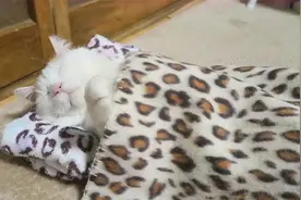 猫咪睡在自己的小床上，主人还给猫咪盖上了被子，猫咪的举动滑稽视频封面