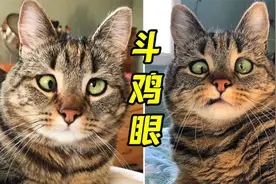 猫也会斗鸡眼？视频封面