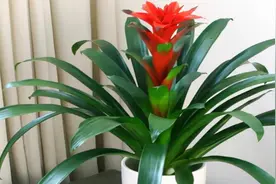 7种吉祥花，适合养在家里，一帆风顺鸿运当头，养人又旺家视频封面