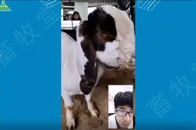 养殖户朋友你知道羊为啥会发出“吭哧”的怪声吗？