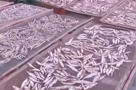 苍蝇总来叮咬，为避免鱼干的品质遭到破坏，就在鱼干上喷洒敌敌畏视频封面