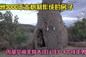 非洲原始部落用3000年古树制作成空心树房子，原始人每天吃些什么视频封面