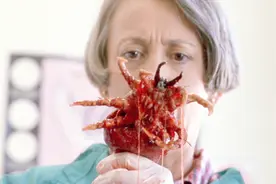 童年阴影！小跳蚤发生变异，体型变大几百倍，疯狂寄生无辜人类