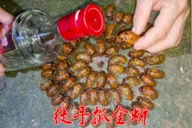 小伙徒手扒金蝉洞，白酒倒入几十只金蝉排队爬出，这样抓才过瘾！