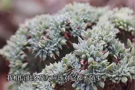 想自己培育出多肉缀化，学这三种方法，总有一个适合你视频封面
