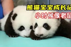呆萌可爱的国宝熊猫，小时候居然像老鼠，熊猫宝宝的100天成长记视频封面