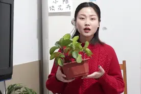 养护红边椒草注意这两点，叶片变绿越长越旺，一起来看看吧