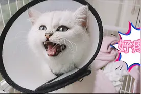 小猫生病突然开口说话，还哼哼唧唧，可它只能被关着，其他的休想