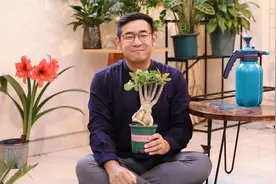 沙漠玫瑰怎么养？园艺师教你，沙漠玫瑰的详细养护技巧视频封面