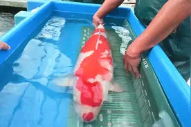 赶紧来认识下这4种名贵的日本锦鲤，尤其是第4种，太养眼了！视频封面