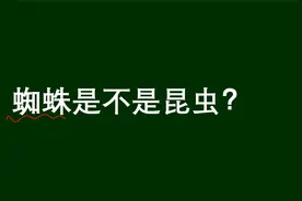 小学问答：蜘蛛是不是昆虫？难道不是吗？视频封面