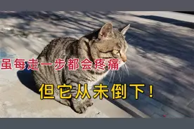 我从没想过，一只13岁的老猫能如此励志！视频封面