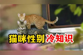 猫咪性别冷知识，看完又涨姿势了！视频封面
