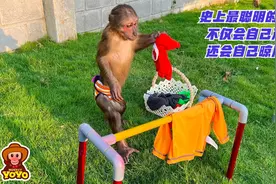 史上最聪明的猴宝宝，不仅会自己洗衣服，还会自己晾厉害了视频封面