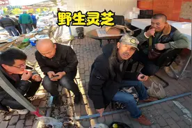 东北农村跑山大爷，野生灵芝要价1200元，纪强给他1000一斤都不卖视频封面