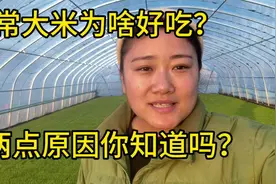 五常大米为啥好吃？有两点原因你知道吗？稻苗就是农民的命根子！视频封面