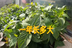 绣球花10厘米的小杯苗，一年时间，最大能长到换多大盆？视频封面
