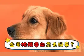 金毛拉稀带血怎么回事？视频封面