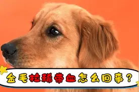 金毛拉稀带血怎么回事？视频封面