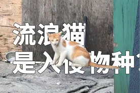 流浪猫是危险入侵物种？每年杀死超过100亿动物，还伤害保护动物视频封面