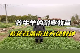 养殖牛羊的牧草，紫花苜蓿耐寒耐旱，多年生，被称“牧草之王”！视频封面
