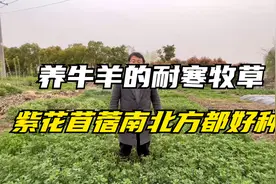 养殖牛羊的牧草，紫花苜蓿耐寒耐旱，多年生，被称“牧草之王”！视频封面