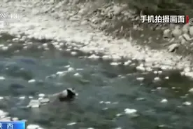 春暖花开 大熊猫难抵春色诱惑 出来“踏青”了视频封面