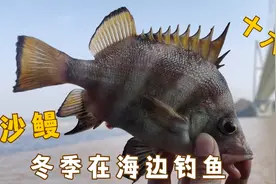 舟山的泥浆海水里都是宝，对虾下去各种鱼狂咬，鱼竿差点摇断视频封面
