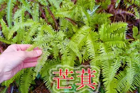 蜈蚣克星植物“芒萁”，分享几大用途与价值，别说农村只当柴火烧