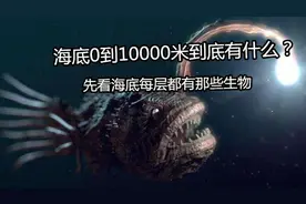 海底0到10000米到底有什么？先看海底每层都有那些生物