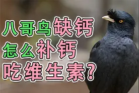 八哥鸟缺钙怎么补钙吃维生素