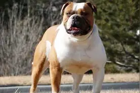 斗牛犬真的可以斗牛，难怪叫斗牛犬，瞧这小走位视频封面