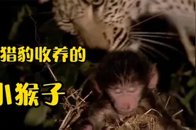 可怜的小猴子刚出生就失去了妈妈，猎豹细心地照料它是良心发现？视频封面