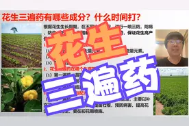 花生干货！花生三遍药有哪些成分？什么时间打？「农艺师讲农业」