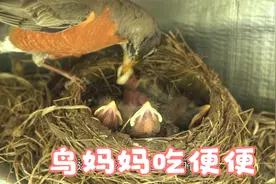 鸟妈妈为什么会吃小鸟便便？进来涨知识