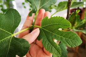 无花果叶片焦枯，果实干瘪不饱满？是缺了它，撒把灰就能解决！视频封面