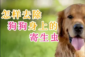 怎样去除狗狗身上的寄生虫视频封面