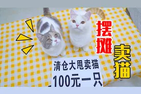 摆摊卖猫100元一只，会有人买吗？结果哄抢一空！4K