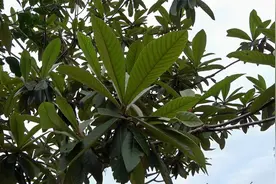 枇杷树叶煮水厉害了，你不知道的小妙用，快来了解一下吧视频封面