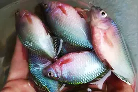 野钓了一群屎片鱼，养在鱼缸里，比金鱼还漂亮